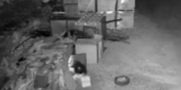 Elazığ'da Güvercin Hırsızlığı: Kamera Kayıtlarıyla Ortaya Çıktı elazigda-guvercin-hirsizligi-kamera-kayitlariyla-ortaya-cikti-TvKGvng6.jpg