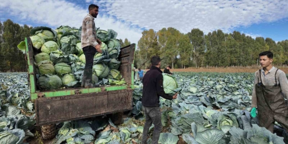 Erciş'te Lahanalar Toprağı Kucakladı: Hasat Sezonu Başladı! Erciş’te Lahanalar Toprağı Kucakladı: Hasat Sezonu Başladı!