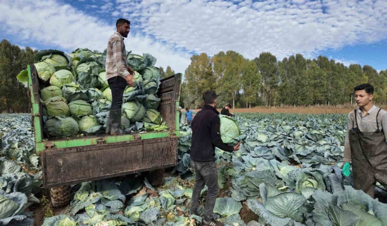Erciş'te Lahanalar Toprağı Kucakladı: Hasat Sezonu Başladı! erciste-lahanalar-topragi-kucakladi-hasat-sezonu-basladi-F9qB7yNW.jpg