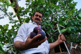 erzurumda-yetistirilen-essiz-bursa-karasi-inciri-CcuBu6Kp.jpg