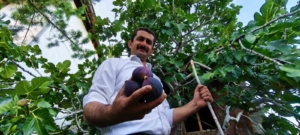 erzurumda-yetistirilen-essiz-bursa-karasi-inciri-CcuBu6Kp.jpg
