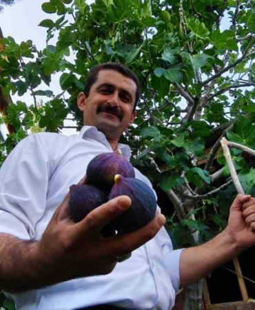 erzurumda-yetistirilen-essiz-bursa-karasi-inciri-CcuBu6Kp.jpg