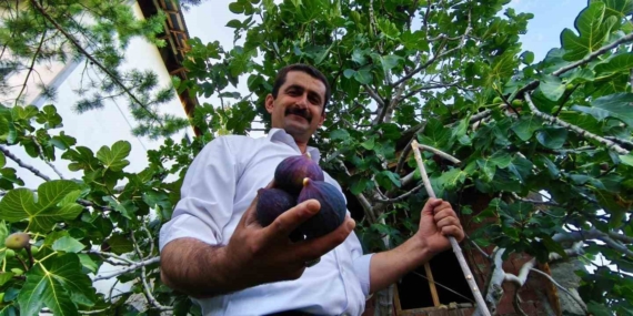 Erzurum'da Yetiştirilen Eşsiz Bursa Karası İnciri Erzurum’da Yetiştirilen Eşsiz Bursa Karası İnciri