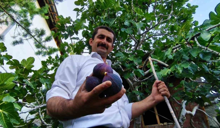 erzurumda-yetistirilen-essiz-bursa-karasi-inciri-CcuBu6Kp.jpg