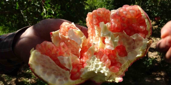 Gaziantep’te Nar Hasadının Coşkusu: Hasat Sezonu Başladı!