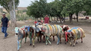 karsta-geleneksel-koc-katim-festivali-renkli-goruntuler-ve-asirlik-miras-RYd7MyQZ.jpg