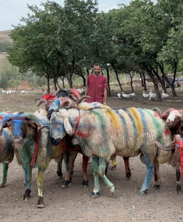 karsta-geleneksel-koc-katim-festivali-renkli-goruntuler-ve-asirlik-miras-RYd7MyQZ.jpg