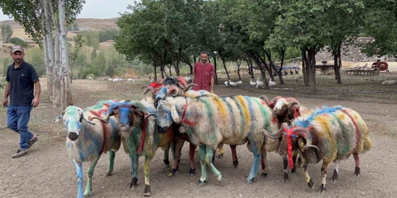 Kars'ta Geleneksel Koç Katım Festivali: Renkli Görüntüler ve Asırlık Miras Kars’ta Geleneksel Koç Katım Festivali: Renkli Görüntüler ve Asırlık Miras
