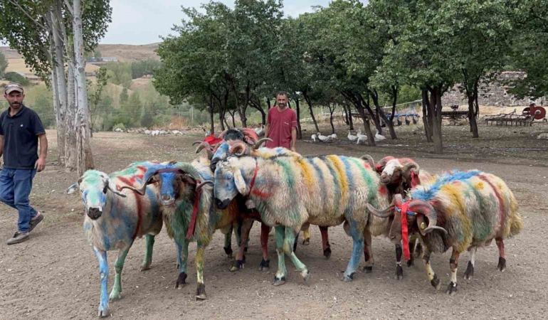 karsta-geleneksel-koc-katim-festivali-renkli-goruntuler-ve-asirlik-miras-RYd7MyQZ.jpg