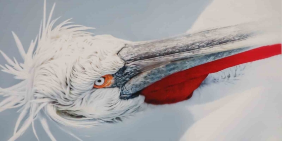 Malatya’da Göz Kamaştıran ‘Kuşların Dünyası’ Sergisi Yoğun İlgiyle Karşılandı