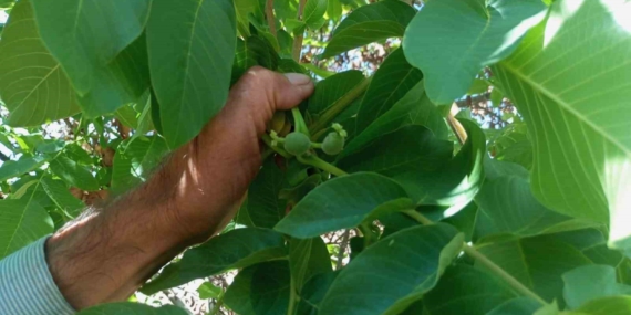 Malatya’da Sıra Dışı: Mevsim Dışı Meyve Veren Ceviz Ağaçları