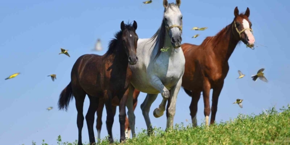 Milyonlarca Değerindeki Taylar İzleyicilerini Bekliyor Milyonlarca Değerindeki Taylar İzleyicilerini Bekliyor