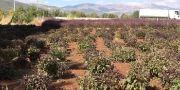 Reyhan Tohumu Arıların Ballı Sırlarına Kavuşturuldu reyhan-tohumu-arilarin-balli-sirlarina-kavusturuldu-tq3RByvj.jpg