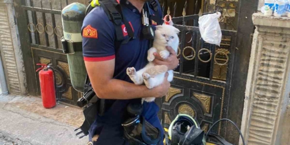 Siirt'te Yangında Mahsur Kalan Kediyi İtfaiye Kahramanları Kurtardı Siirt’te Yangında Mahsur Kalan Kediyi İtfaiye Kahramanları Kurtardı