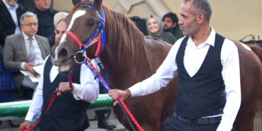 Sultansuyu Şampiyon Tayları Veliefendi'de Tarihi Rekor Fiyatlarla Satışta sultansuyu-sampiyon-taylari-veliefendide-tarihi-rekor-fiyatlarla-satista-TBNbwpBx.jpg