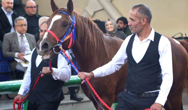 sultansuyu-sampiyon-taylari-veliefendide-tarihi-rekor-fiyatlarla-satista-TBNbwpBx.jpg