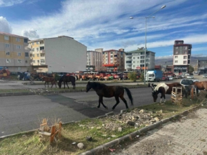 trafikte-basbos-atlarin-yarattigi-tehlikeler-acil-onlemler-gerekiyor-lWVRjYW9.jpg