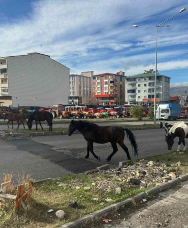 trafikte-basbos-atlarin-yarattigi-tehlikeler-acil-onlemler-gerekiyor-lWVRjYW9.jpg