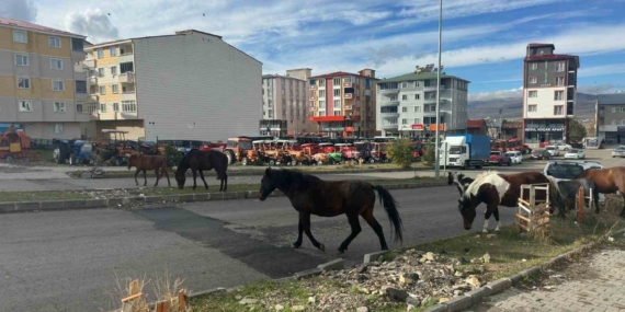 Trafikte Başboş Atların Yarattığı Tehlikeler: Acil Önlemler Gerekiyor Trafikte Başboş Atların Yarattığı Tehlikeler: Acil Önlemler Gerekiyor