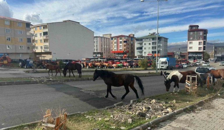 trafikte-basbos-atlarin-yarattigi-tehlikeler-acil-onlemler-gerekiyor-lWVRjYW9.jpg