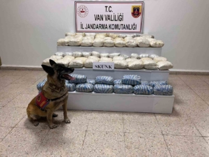 vanda-47-kilo-skunk-madde-ele-gecirildi-uyusturucu-operasyonu-basariyla-sonuclandi-dyCSDDhj.jpg