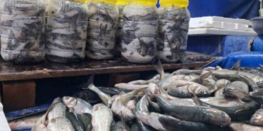 Van'da Soğuyan Hava ile İnci Kefaline Artan İlgi vanda-soguyan-hava-ile-inci-kefaline-artan-ilgi-xdwKWdhC.jpg