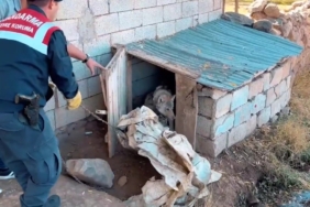 Van'da Zincirle Bağlanan Kurt İçin 81 Bin 355 TL Ceza Kesildi vanda-zincirle-baglanan-kurt-icin-81-bin-355-tl-ceza-kesildi-KaM1pmBv.jpg