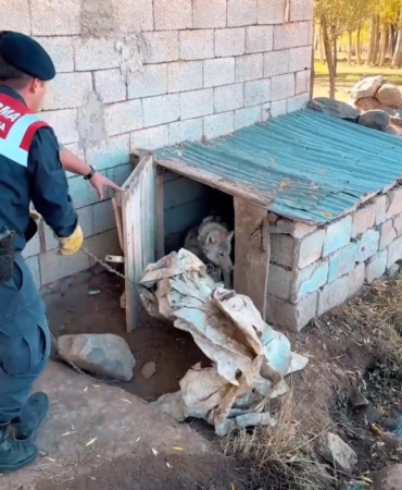 Van'da Zincirle Bağlanan Kurt İçin 81 Bin 355 TL Ceza Kesildi vanda-zincirle-baglanan-kurt-icin-81-bin-355-tl-ceza-kesildi-KaM1pmBv.jpg