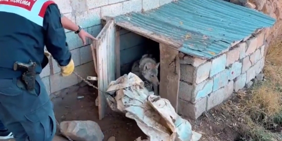 Van'da Zincirle Bağlanan Kurt İçin 81 Bin 355 TL Ceza Kesildi Van’da Zincirle Bağlanan Kurt İçin 81 Bin 355 TL Ceza Kesildi