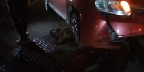 Yolda Doğum Yapan Manda, Yavrusuyla Otomobil Altında Kalarak Hayatını Kaybetti Yolda Doğum Yapan Manda, Yavrusuyla Otomobil Altında Kalarak Hayatını Kaybetti