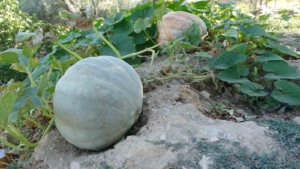 zirai-donun-etkiledigi-malatyada-bal-kabaginda-essiz-verim-basarilari-G3wjUj3K.jpg