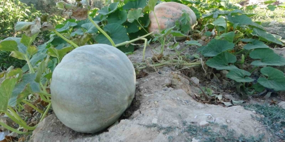Zirai Donun Etkilediği Malatya'da Bal Kabağında Eşsiz Verim Başarıları Zirai Donun Etkilediği Malatya’da Bal Kabağında Eşsiz Verim Başarıları