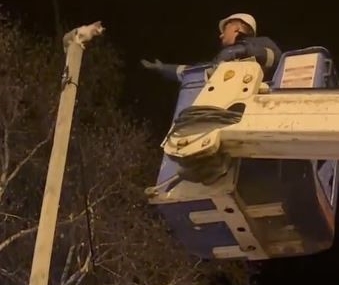 Aras EDAŞ Ekipleri, Direkte Mahsur Kalan Kediyi Kurtardı