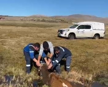 Bataklığa Saplanan İneği Kurtarma Mücadelesi Başarıyla Sonuçlandı