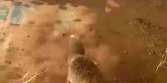 Batman’da Bidona Kafası Sıkışan Tilki Cesurca Kurtarıldı