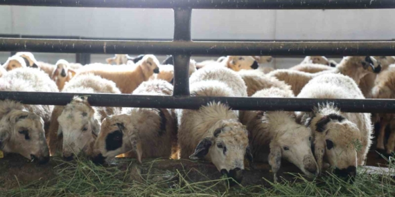 Devlet Desteğiyle Hayvancılıkta Yeni Bir Başlangıç: Küçükbaş Hayvan Çiftliği Kurma Hikayesi