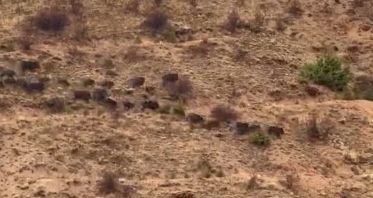 Elazığ’da Görülen Domuz Sürüsü Şaşırttı