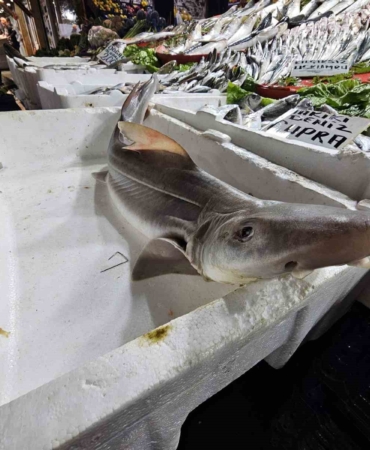 Elazığ'da Satışa Sunulan Eşsiz Köpek Balığına Büyük İlgi! elazigda-satisa-sunulan-essiz-kopek-baligina-buyuk-ilgi-mX7bVnAj.jpg