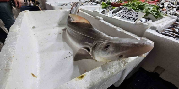 Elazığ’da Satışa Sunulan Eşsiz Köpek Balığına Büyük İlgi!