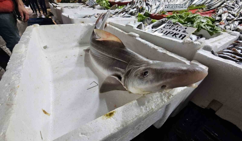 Elazığ'da Satışa Sunulan Eşsiz Köpek Balığına Büyük İlgi! elazigda-satisa-sunulan-essiz-kopek-baligina-buyuk-ilgi-mX7bVnAj.jpg