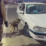 Muş'ta Çoban ve Köpekler, Kurt Saldırısını Başarıyla Engelledi thumbnail