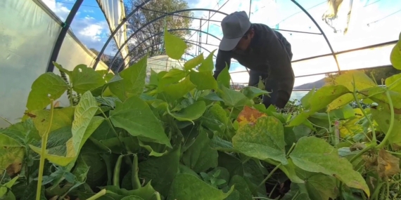 İspir Fasulyesi: Ünlü Şeflerin Tercihi ile Dünya Mutfaklarını Sarsıyor!