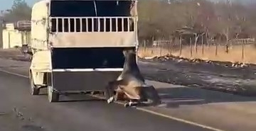 kamyonetin-arkasinda-suruklenen-atin-korkunc-anlari-kameraya-yansidi-ZA4MVLhI.jpg