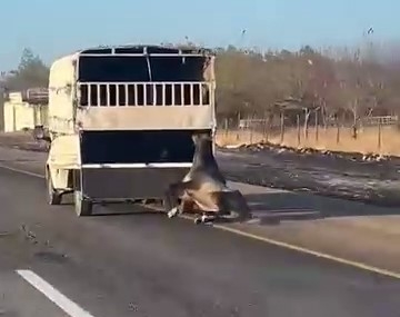 Kamyonetin Arkasında Sürüklenen Atın Korkunç Anları Kameraya Yansıdı
