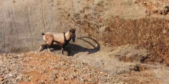 Malatya’nın Dağ Keçileri: Doğanın Göz Alıcı Manzarası