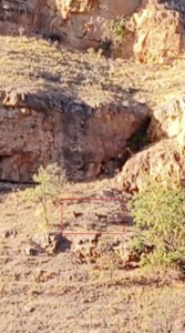 malatyanin-daglarinda-suru-halindeki-yaban-kecileri-goruntulendi-Pc124VnY.jpg
