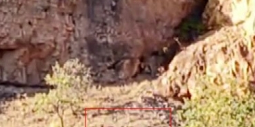 malatyanin-daglarinda-suru-halindeki-yaban-kecileri-goruntulendi-Pc124VnY.jpg