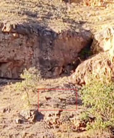malatyanin-daglarinda-suru-halindeki-yaban-kecileri-goruntulendi-Pc124VnY.jpg