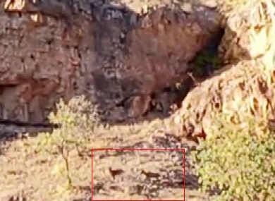 Malatya’nın Dağlarında Sürü Halindeki Yaban Keçileri Görüntülendi