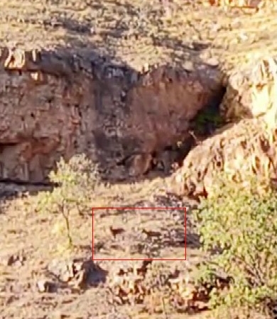 malatyanin-daglarinda-suru-halindeki-yaban-kecileri-goruntulendi-Pc124VnY.jpg